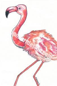 11 of 52- Da Flamingo